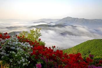 장암산 철쭉동산의 봄